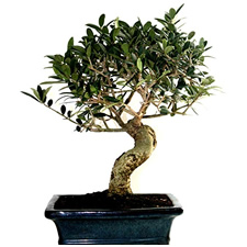 bonsai olivo